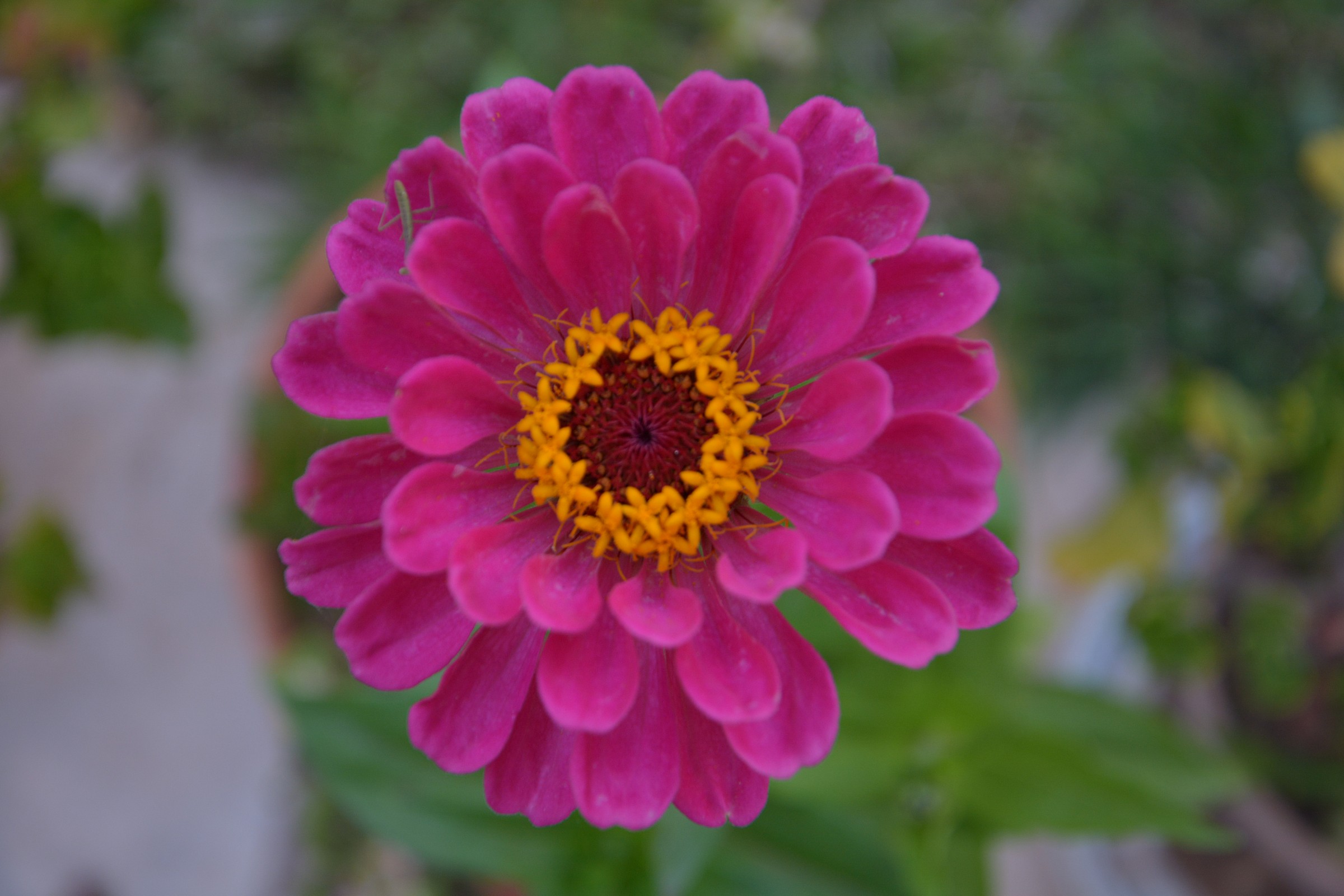 succulent plant with flower