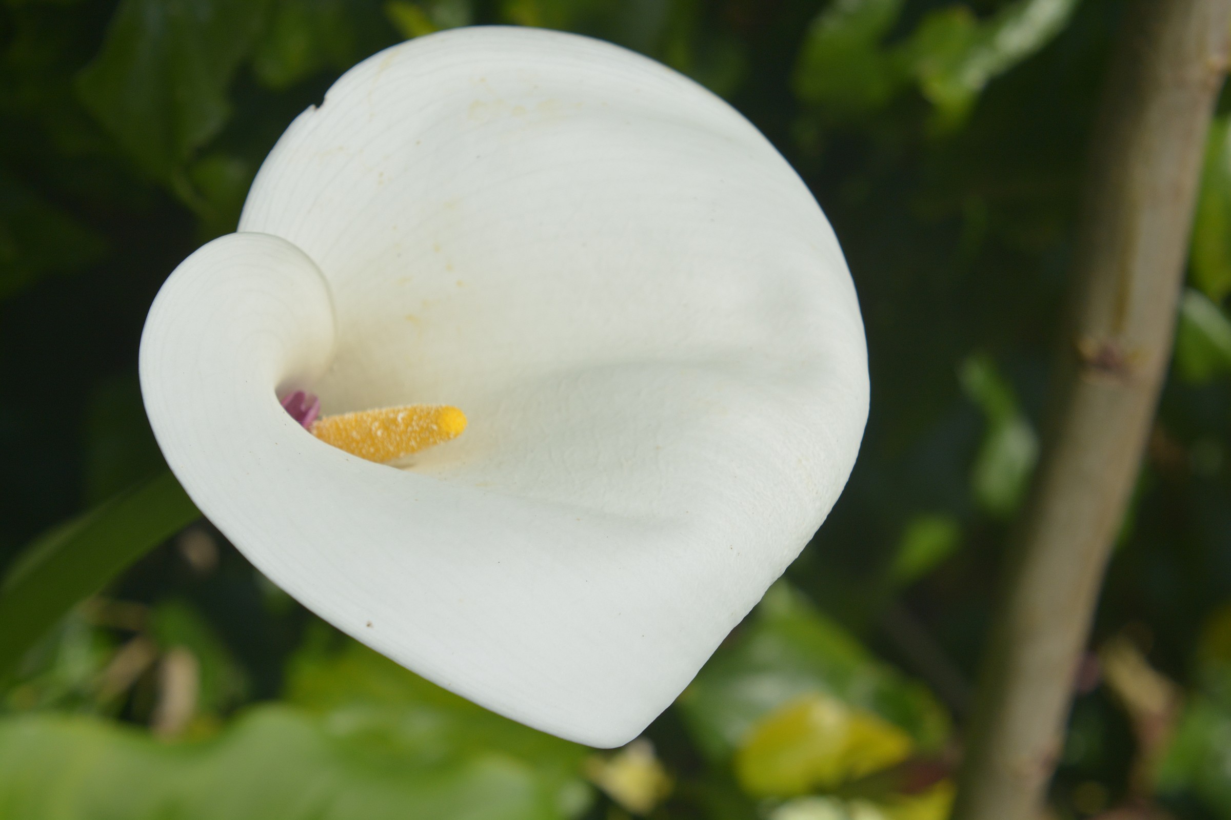 calla