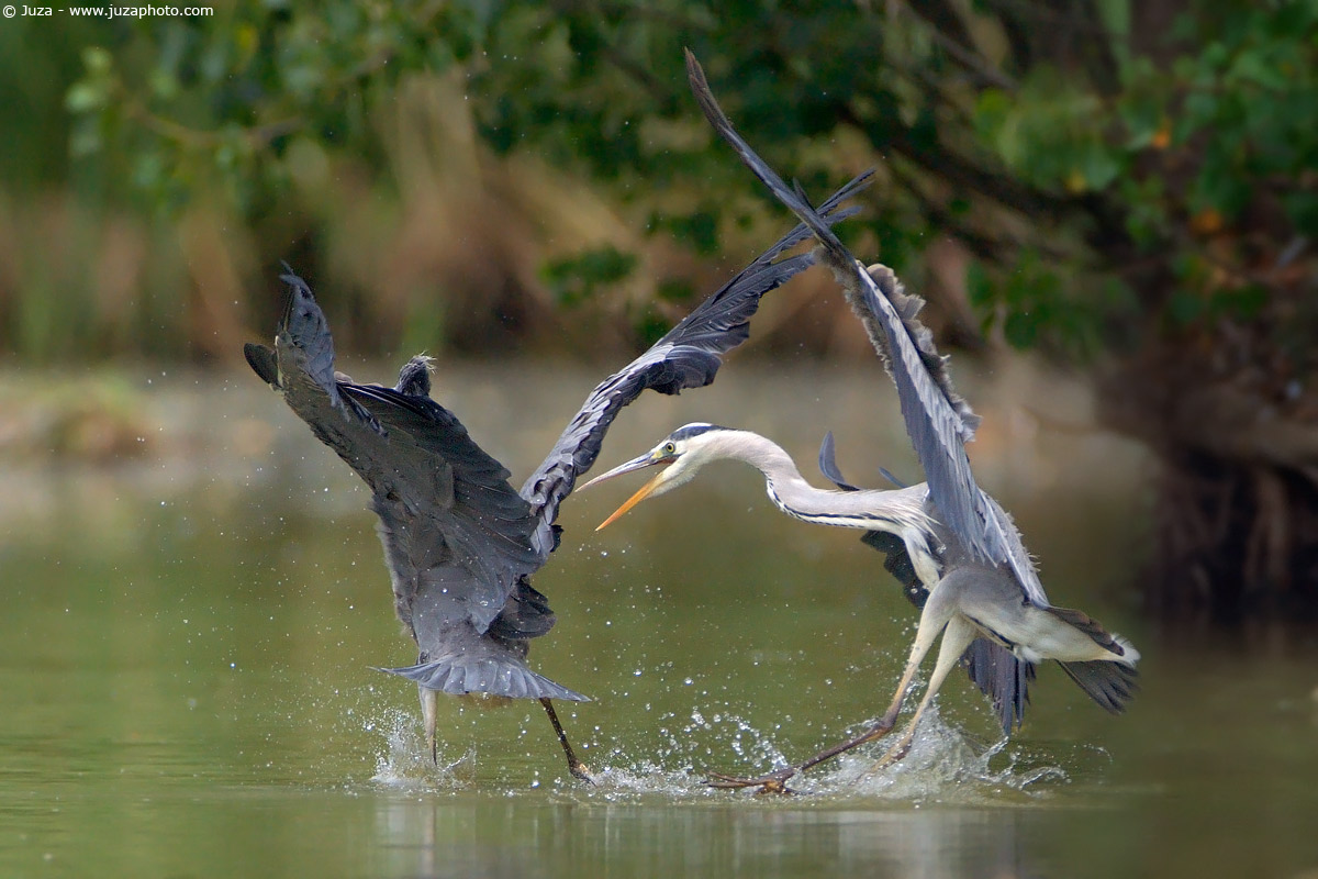 Ardea cinerea (Grey Heron), 002776