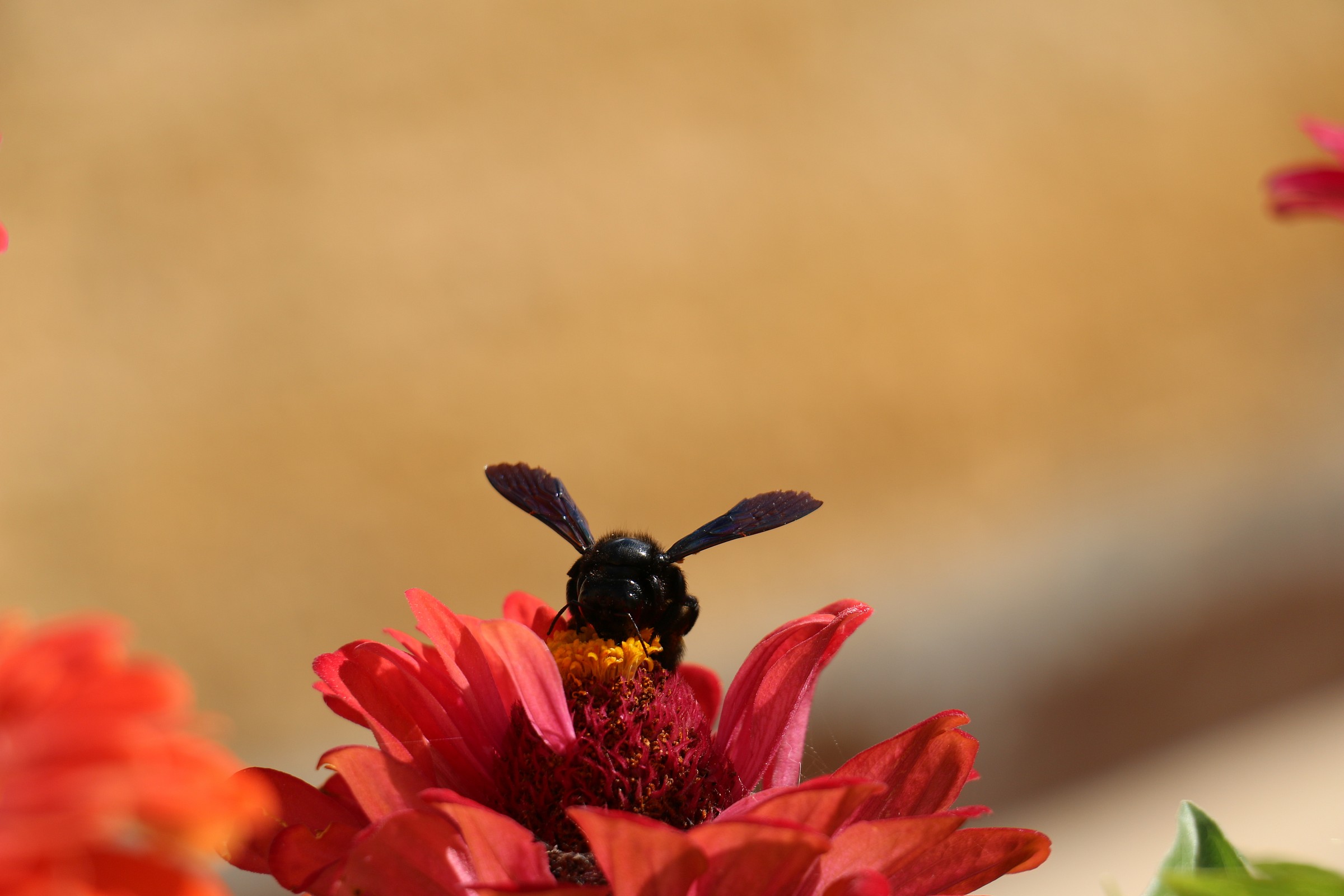Bumblebee on flower