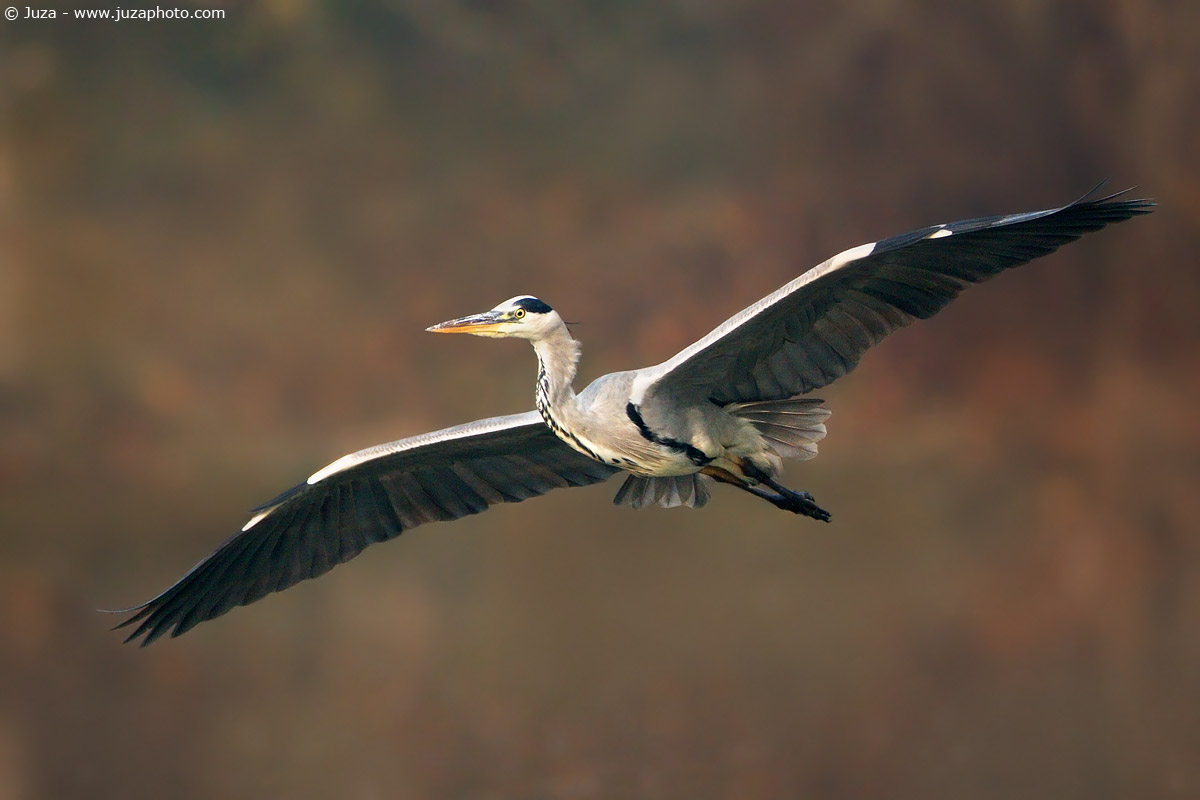 Ardea cinerea (Airone Cenerino), 003995