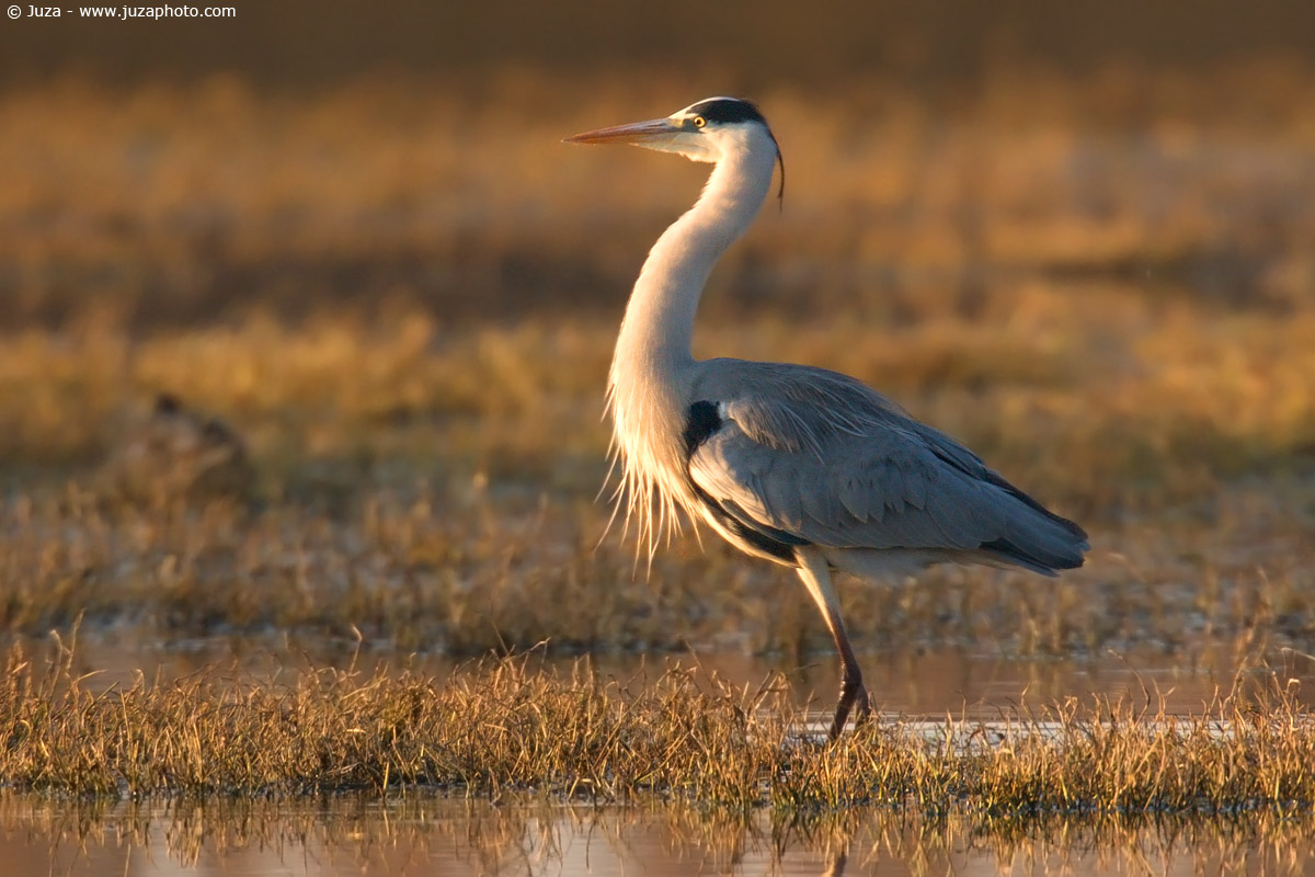 Ardea cinerea (Grey Heron), 004386