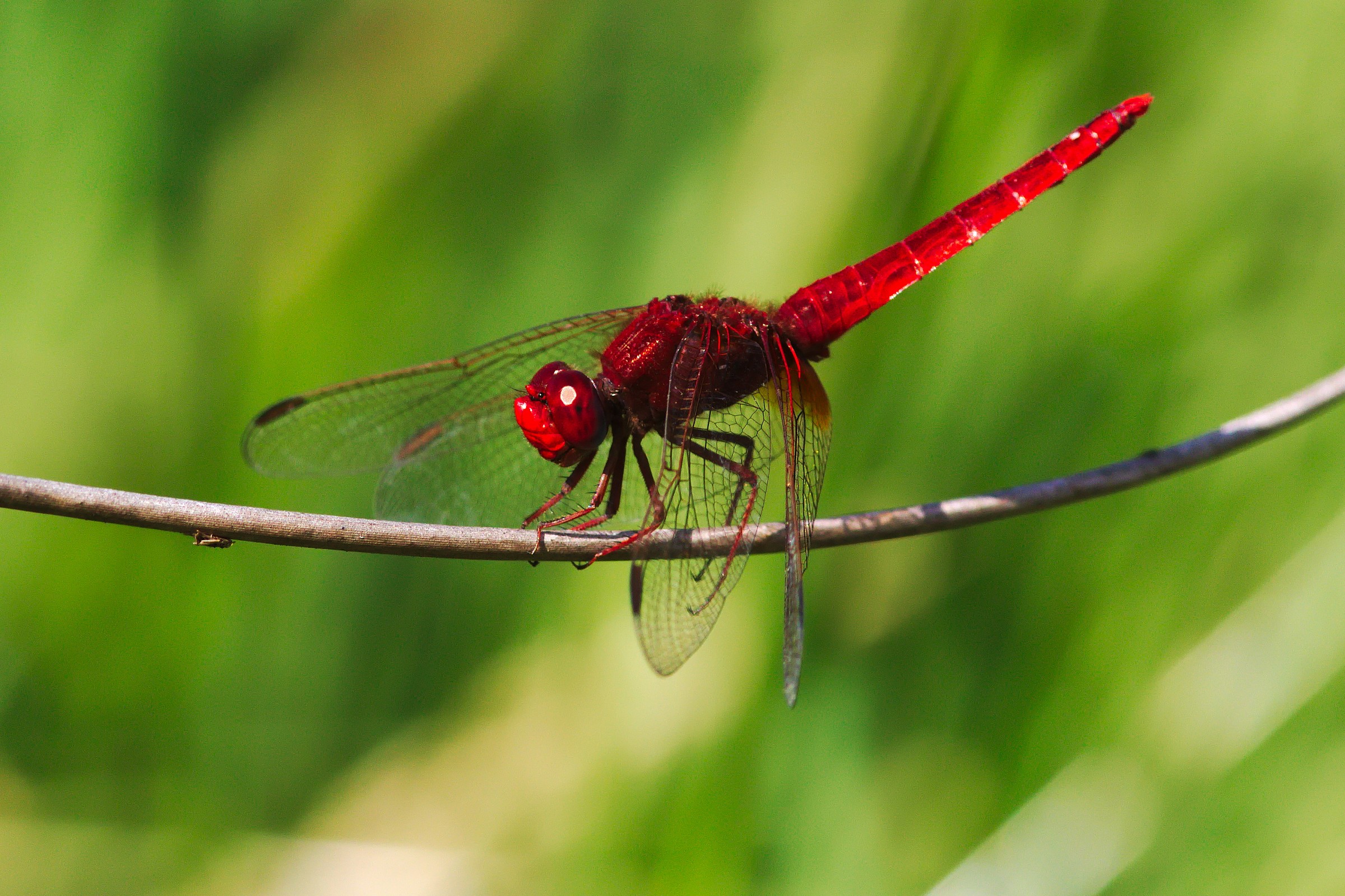 libellula