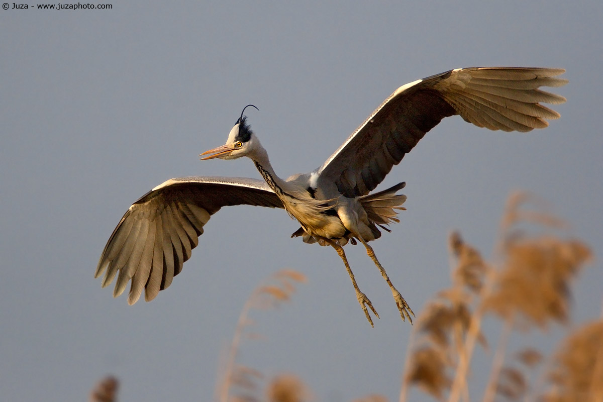 Ardea cinerea (Grey Heron), 004950