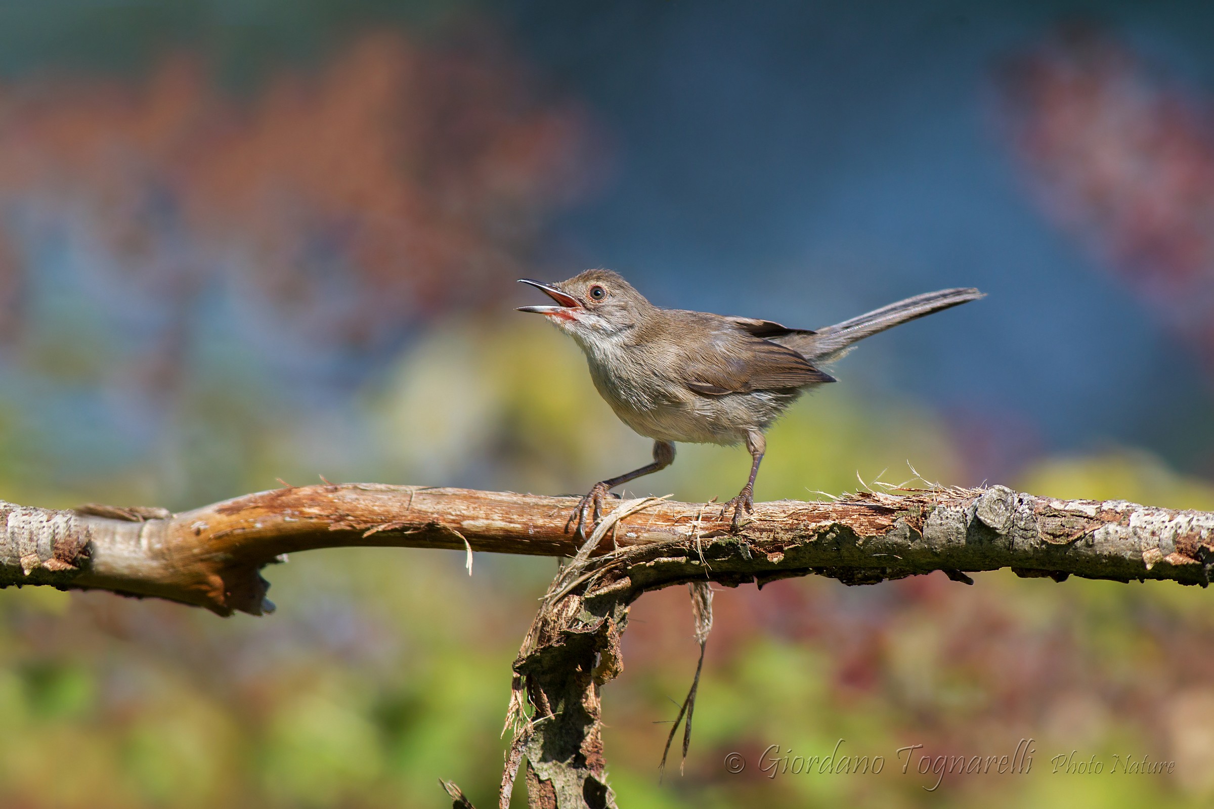 Juv Warbler (Sylvia melanocephala)