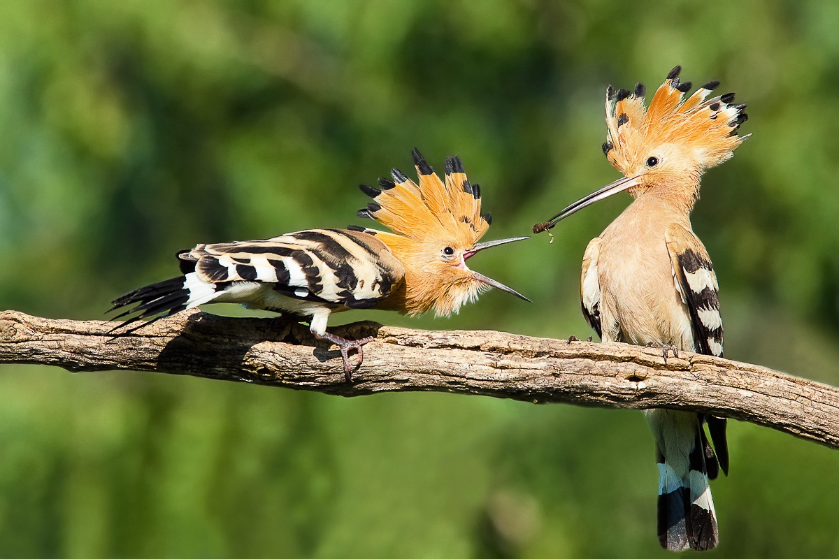 Hoopoe