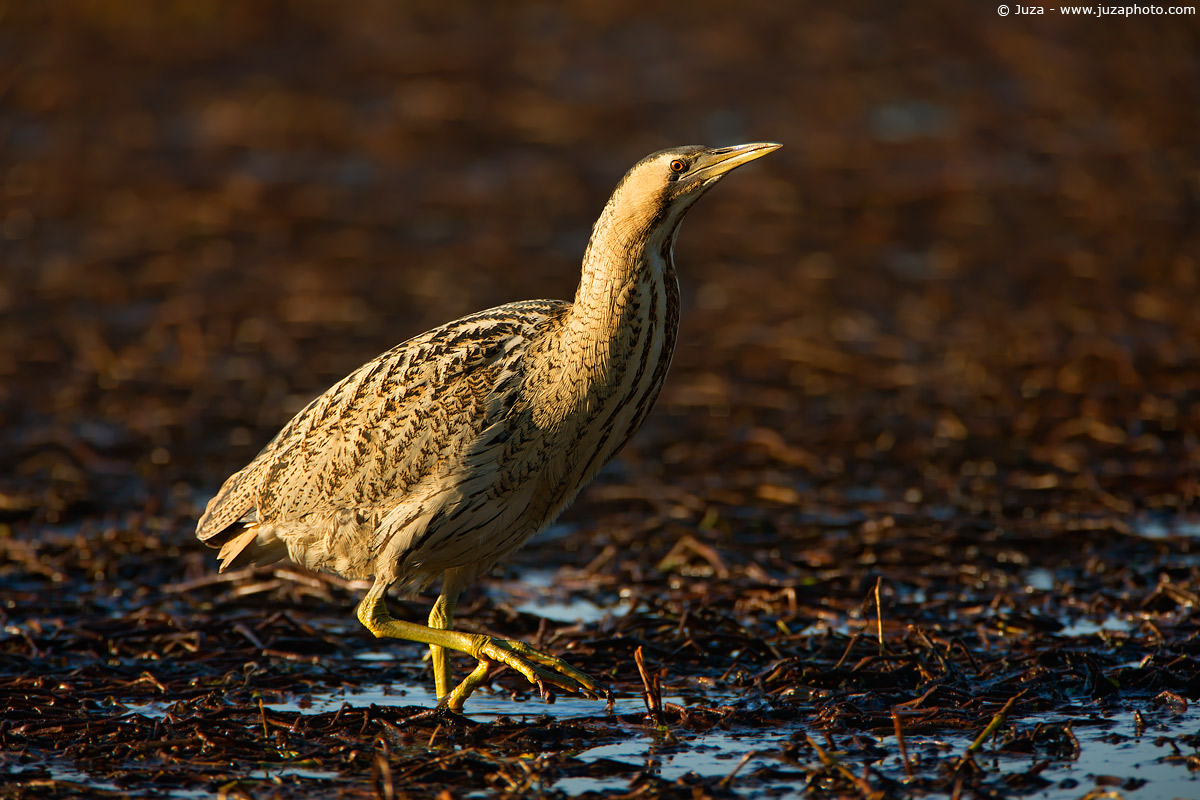 Botaurus stellaris (bittern), 006912