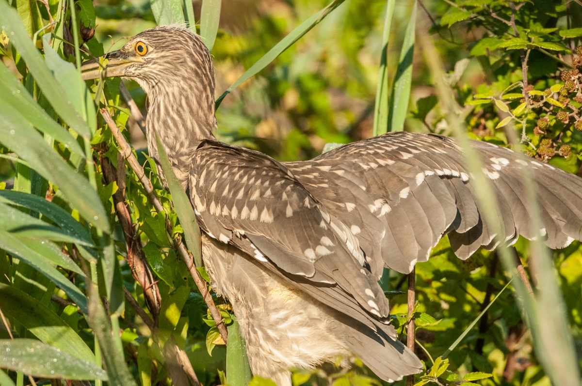 Nitticora tra le foglie
