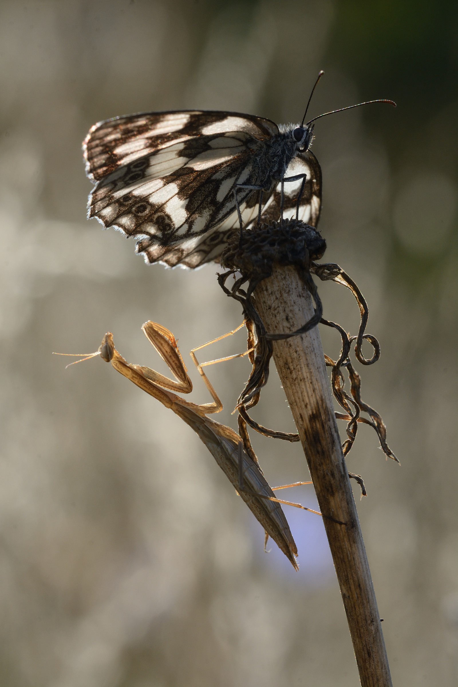 oh.. oh..guai in vista!