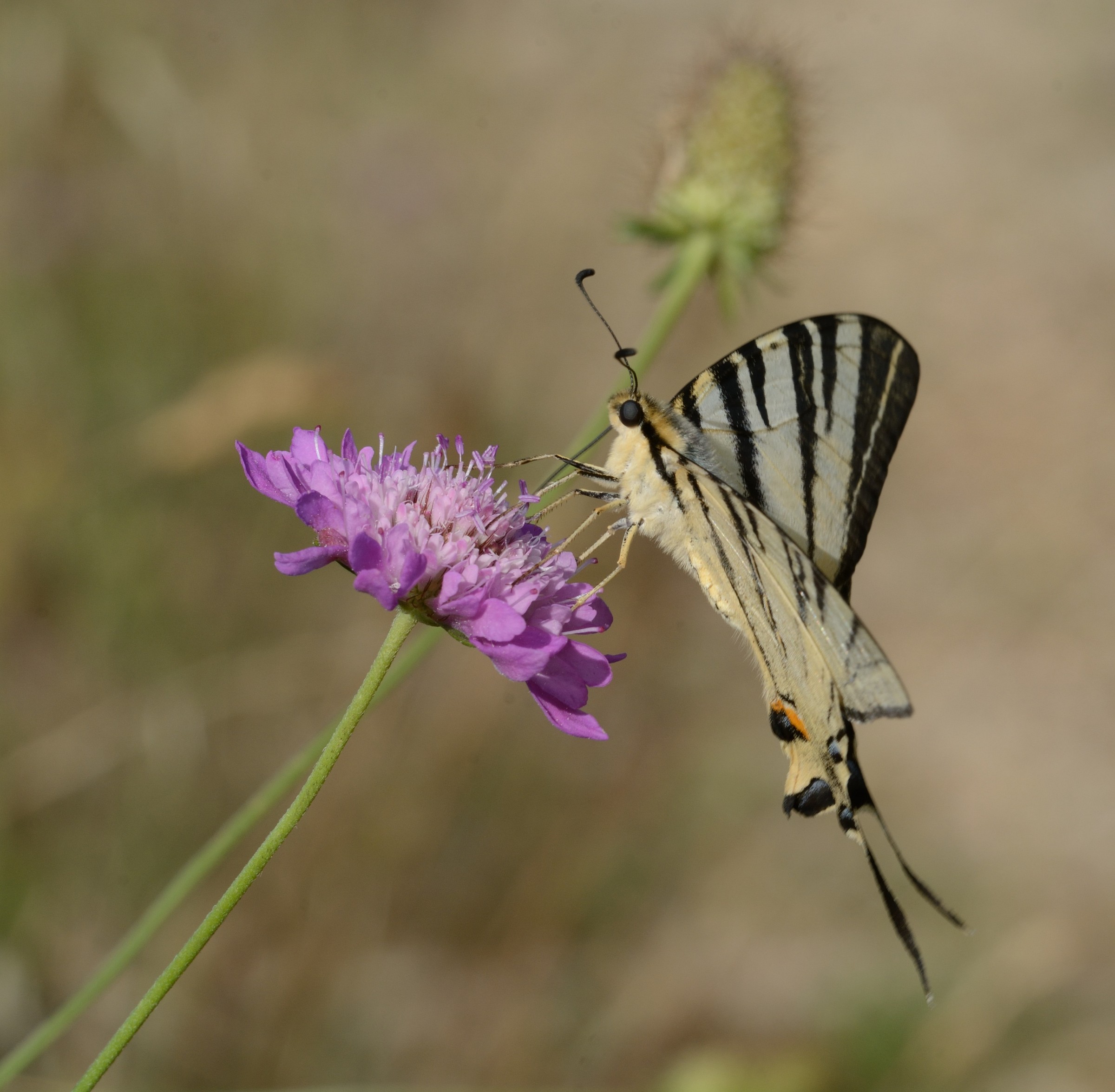 podalirio a colazione
