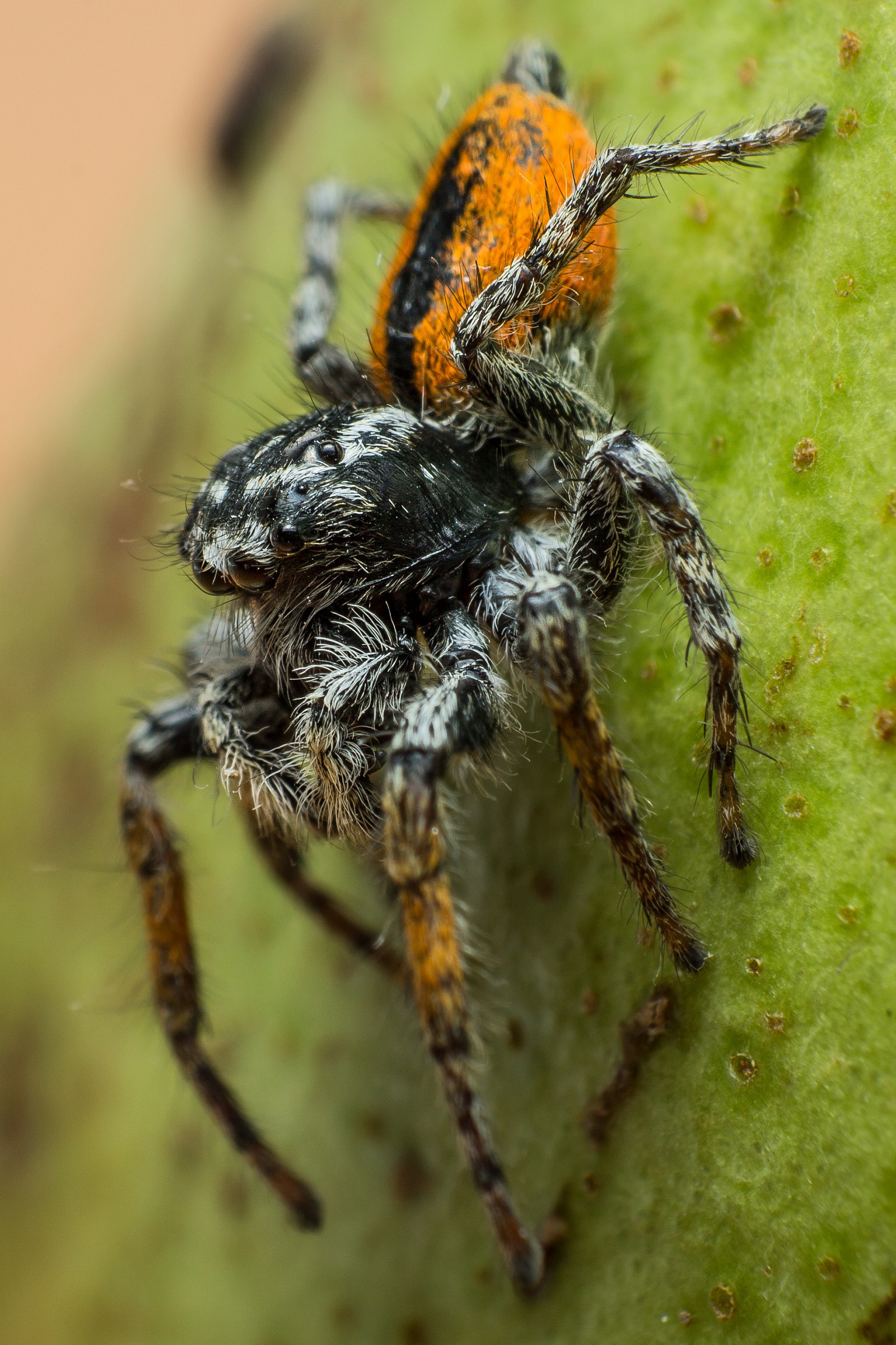 Philaeus chrysops maschio