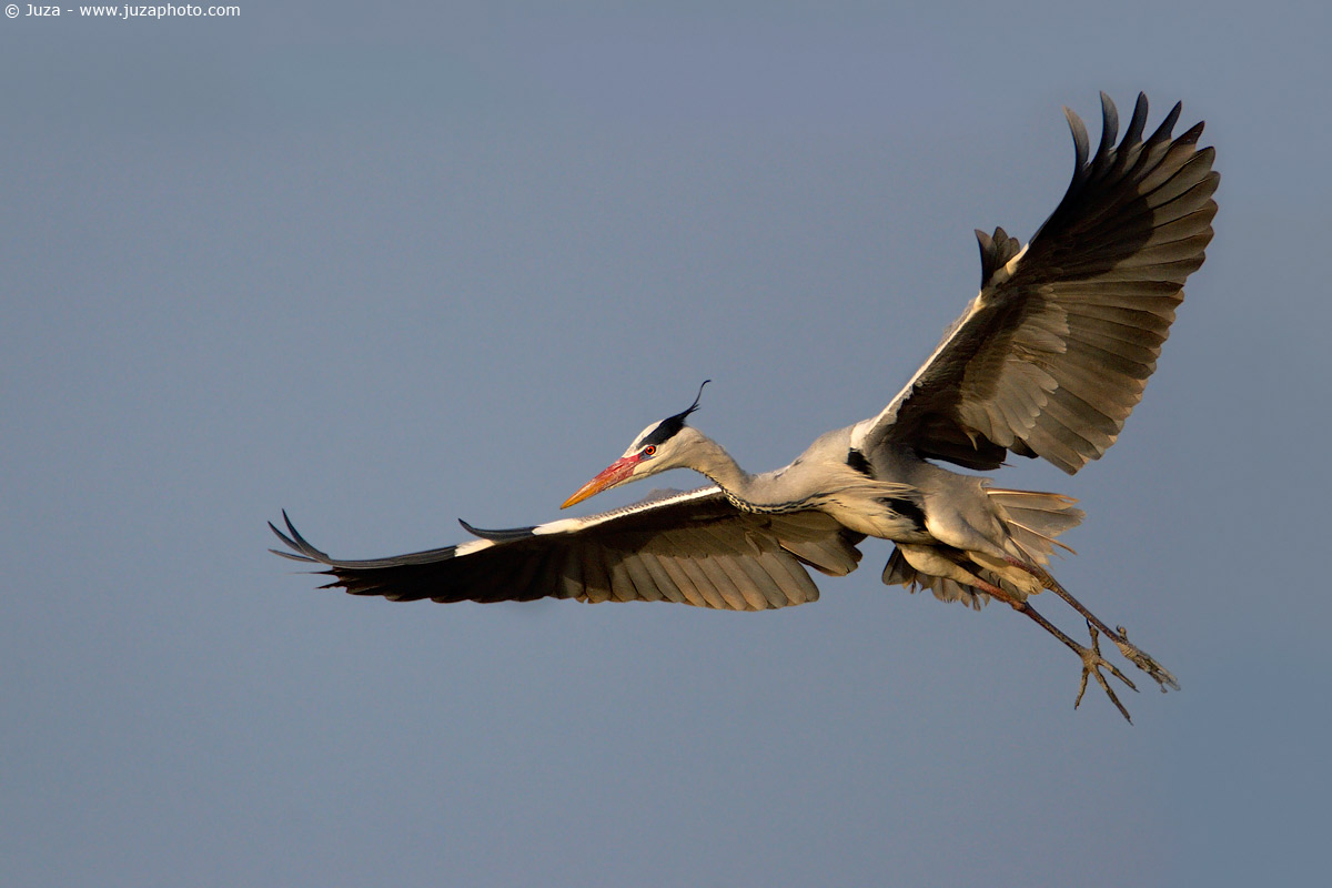 Ardea cinerea (Grey Heron), 004959