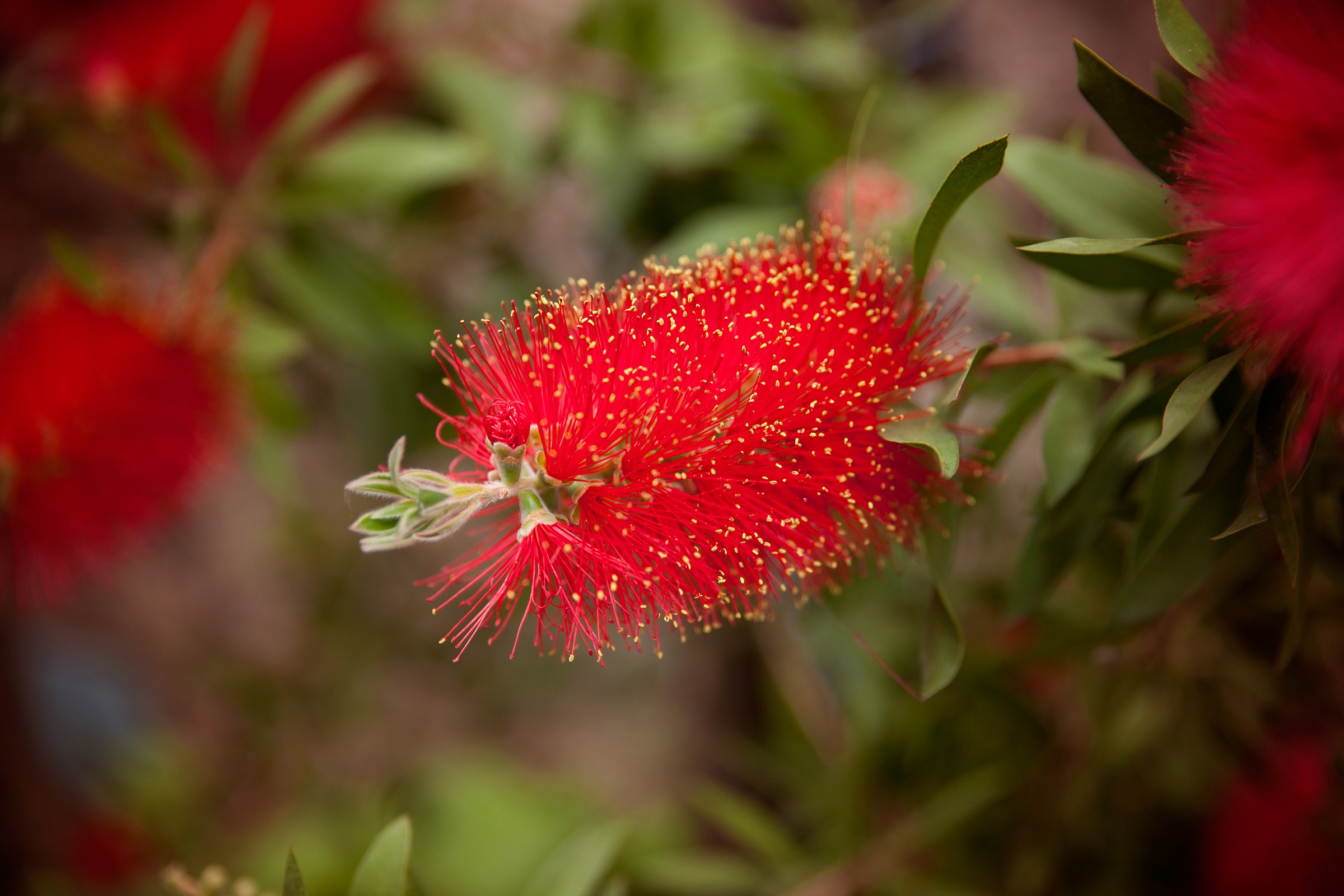 Callistemon citrinus