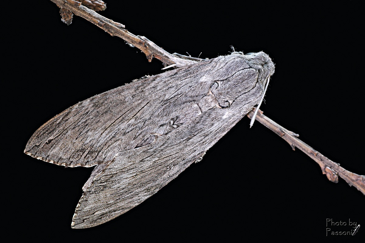 Sfinge del ligustro!