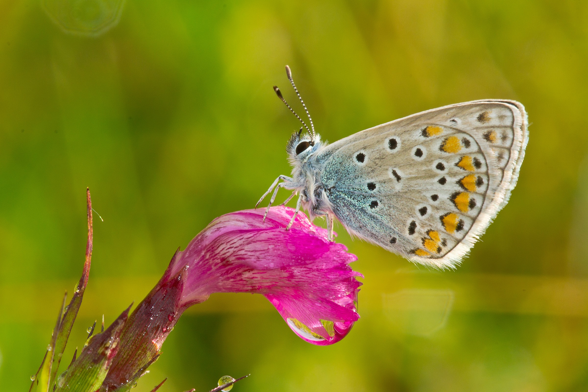 Polyommatus thersites