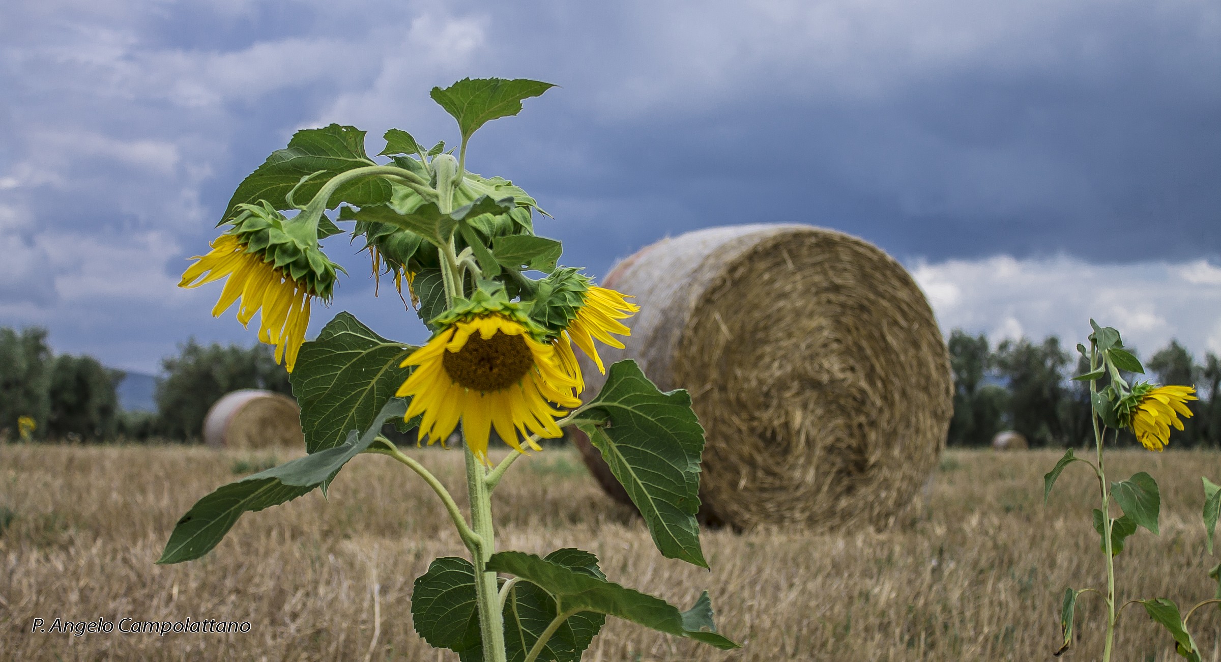Hay and sunflowers