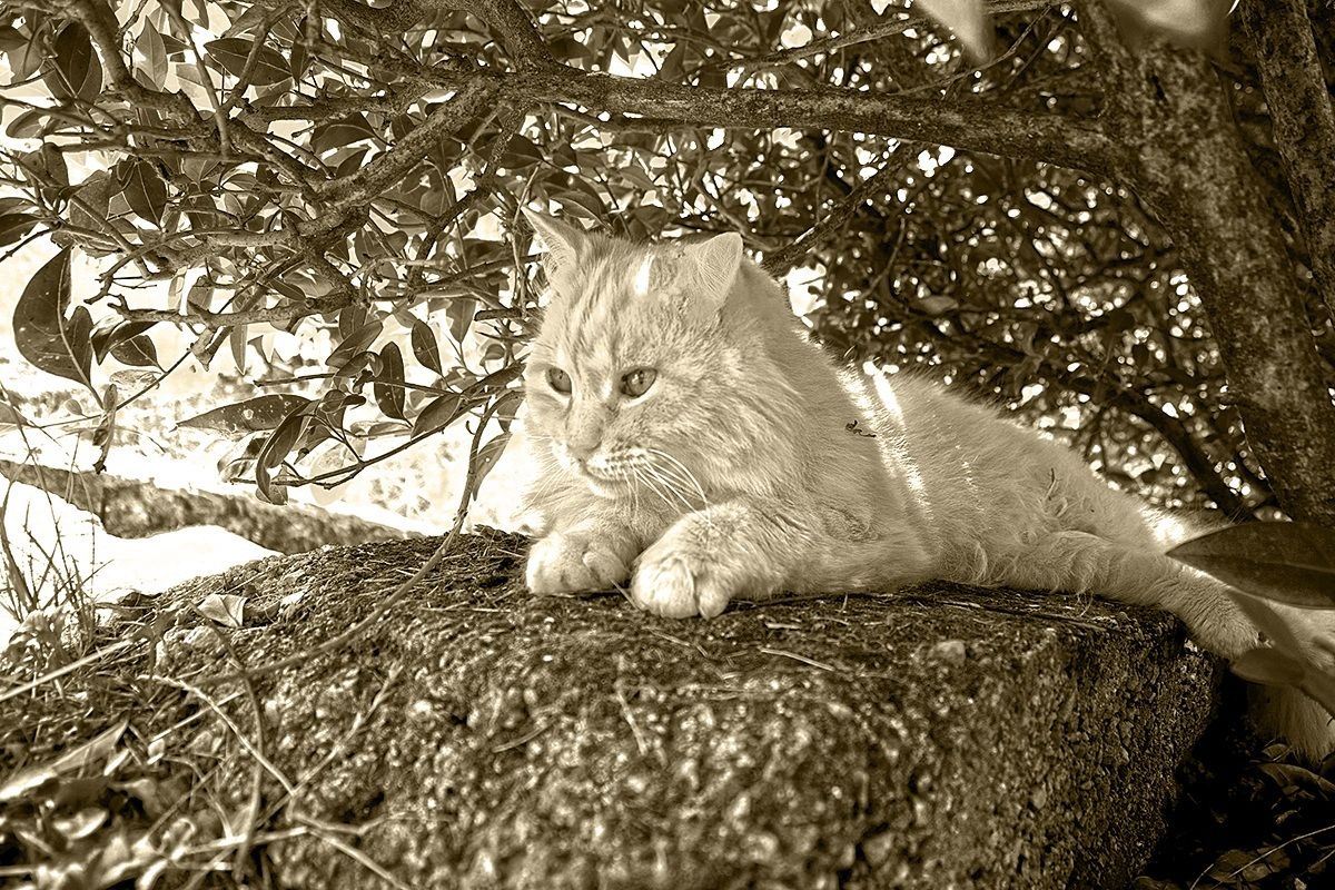 the cat in the shadow of eternity ...