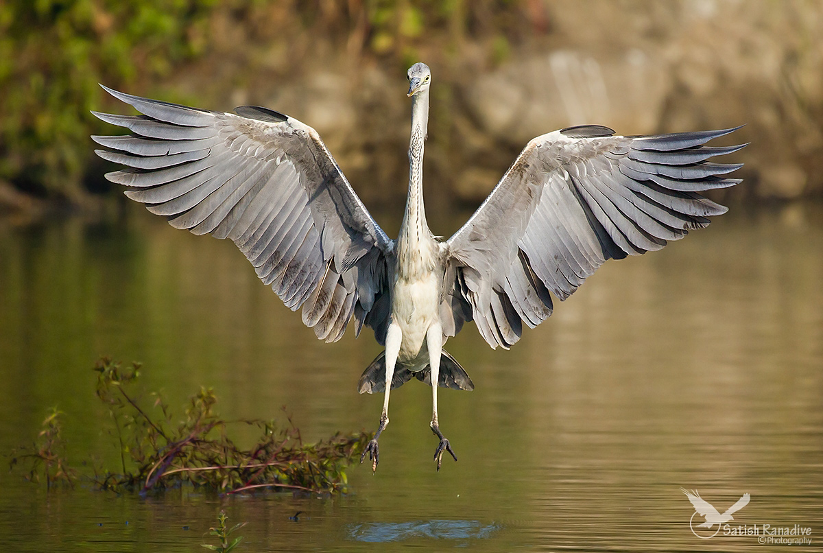 Grey Heron Landing.