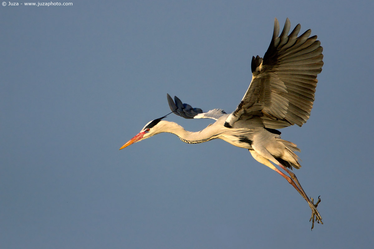 Ardea cinerea (Airone Cenerino), 004962