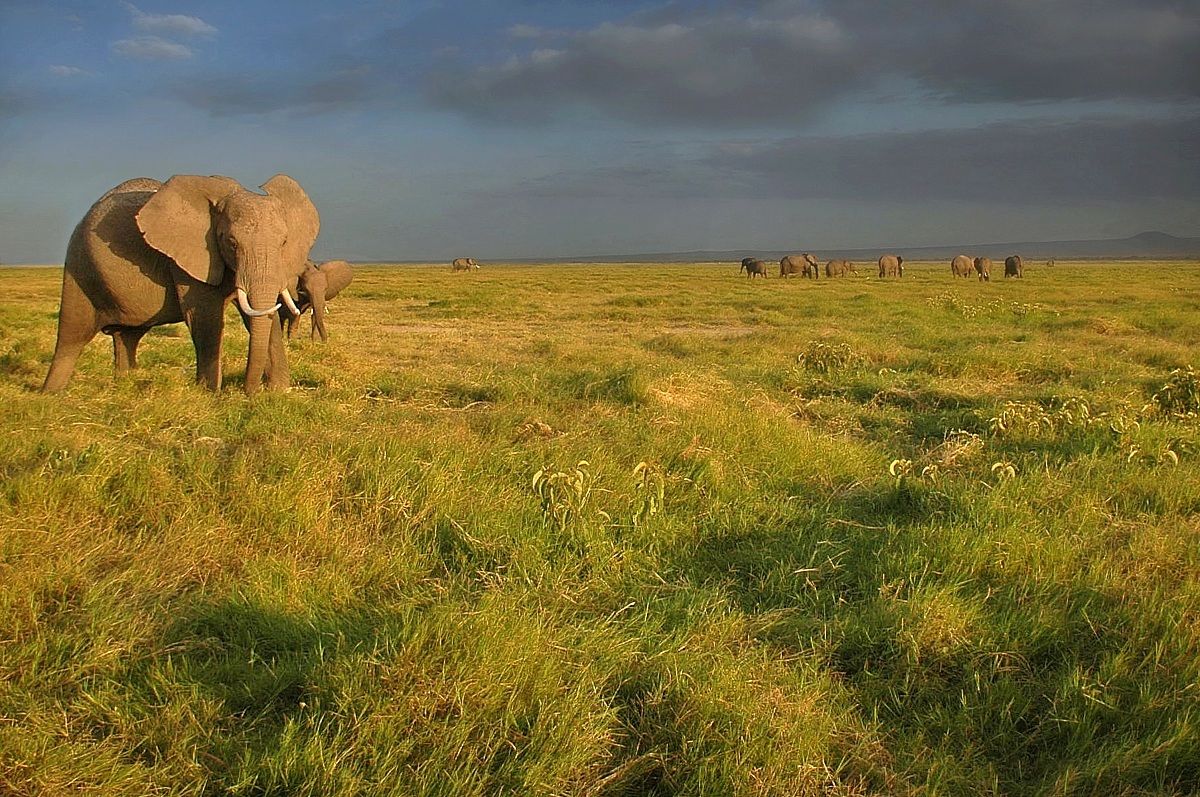 Amboseli