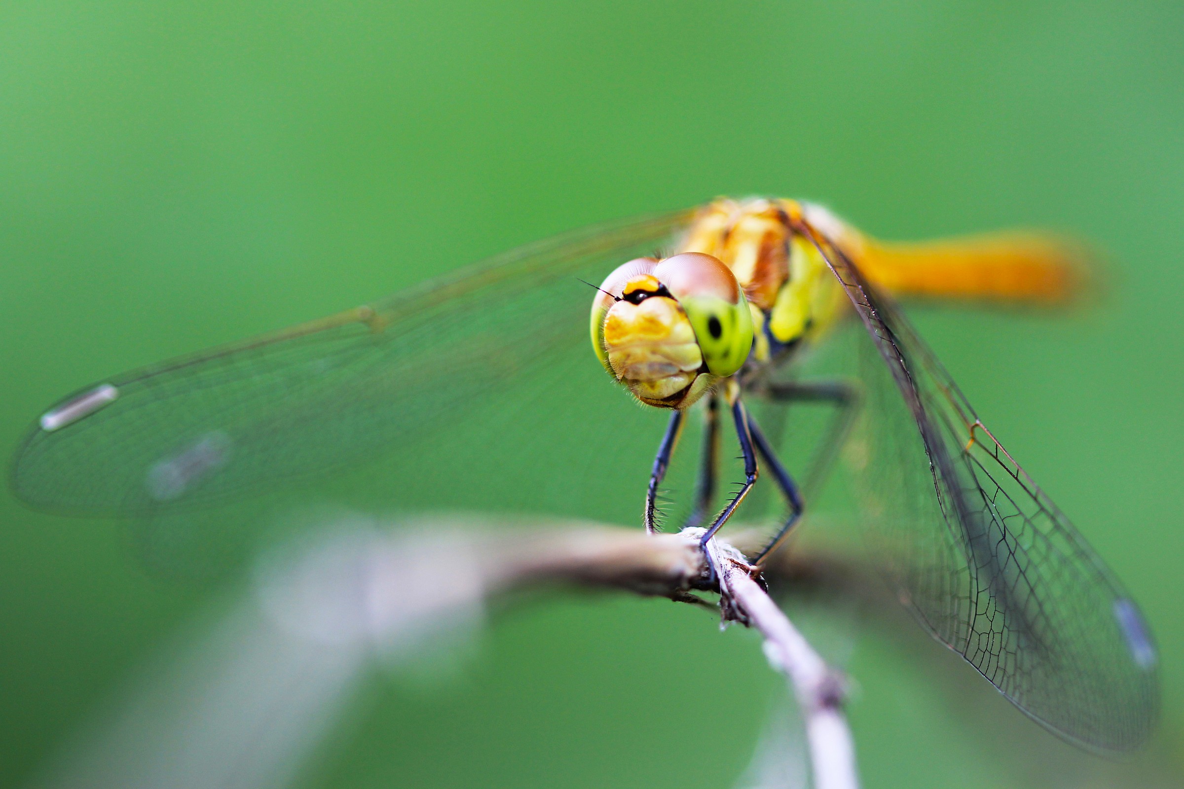 Sympetrum Danae - Brembo Park - Gravel Bonate S