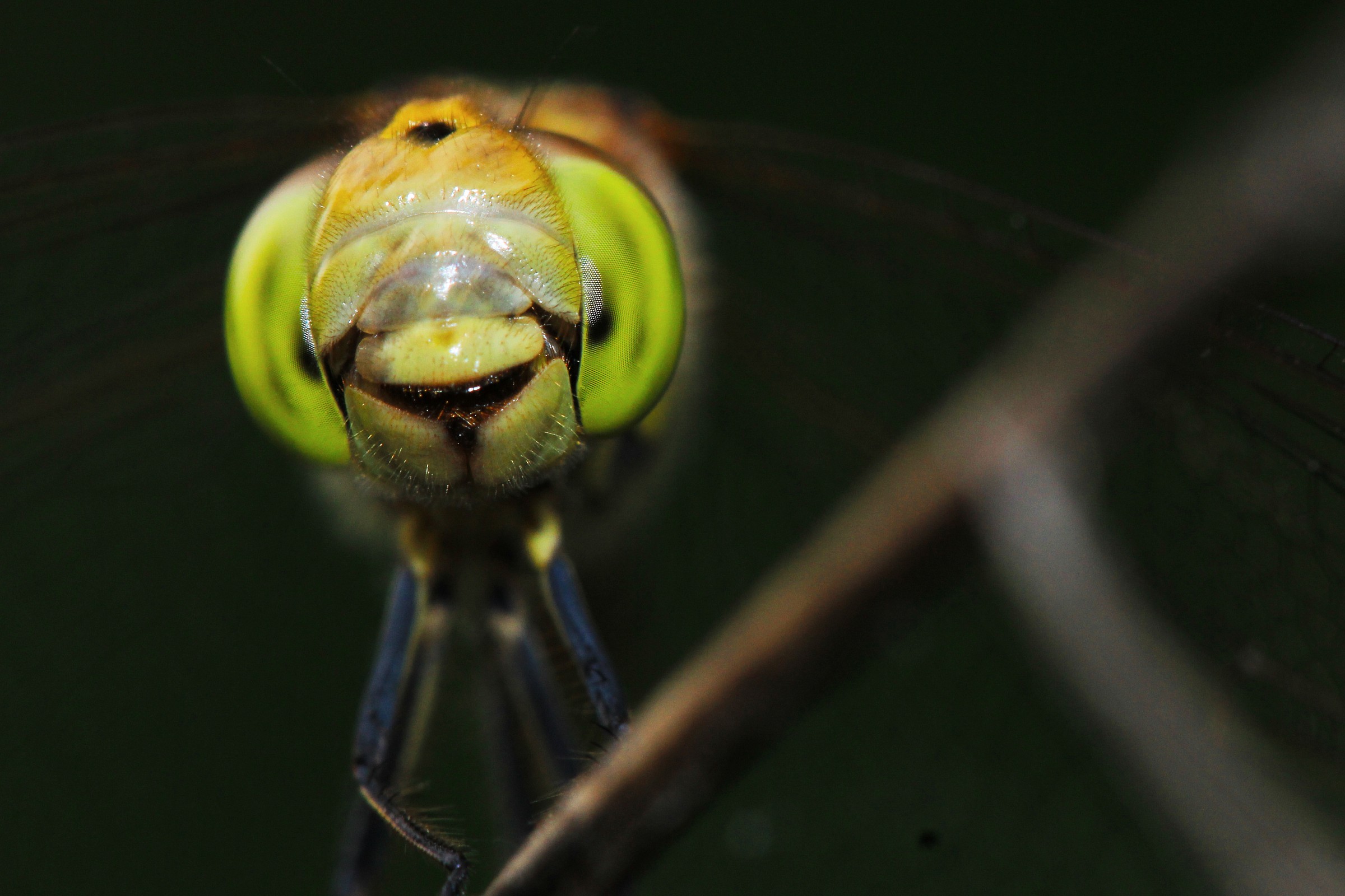 Sympetrum Danae - Brembo Park - Gravel Bonate S