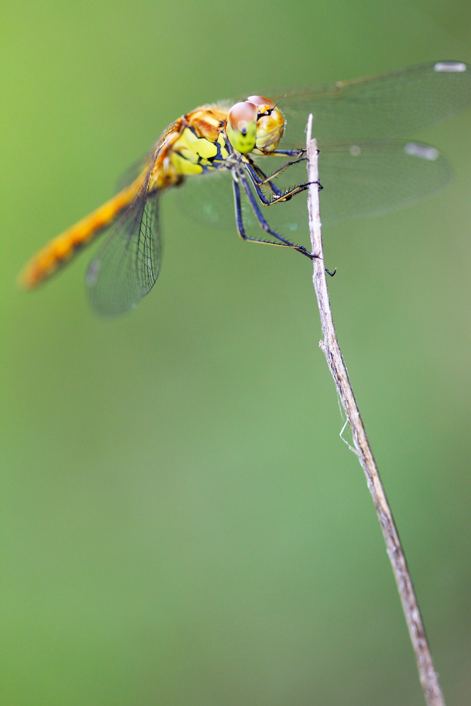 Sympetrum Danae - Brembo Park