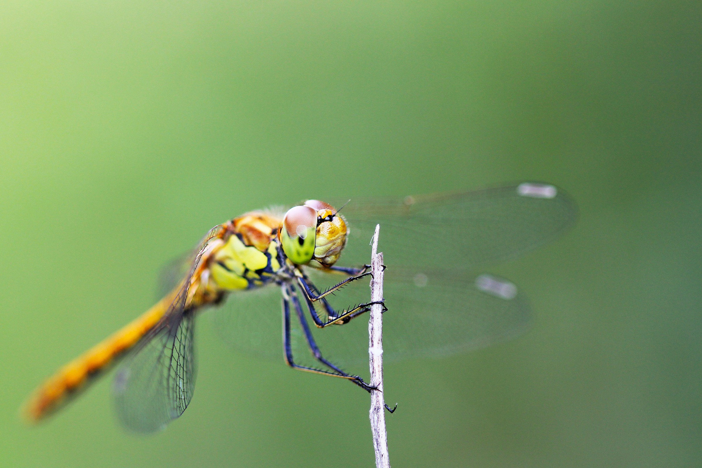 Sympetrum Danae - Brembo Park
