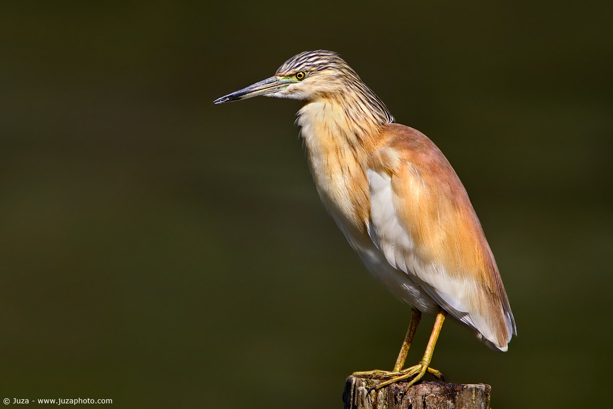 Ardeola ralloides (squacco), 002498