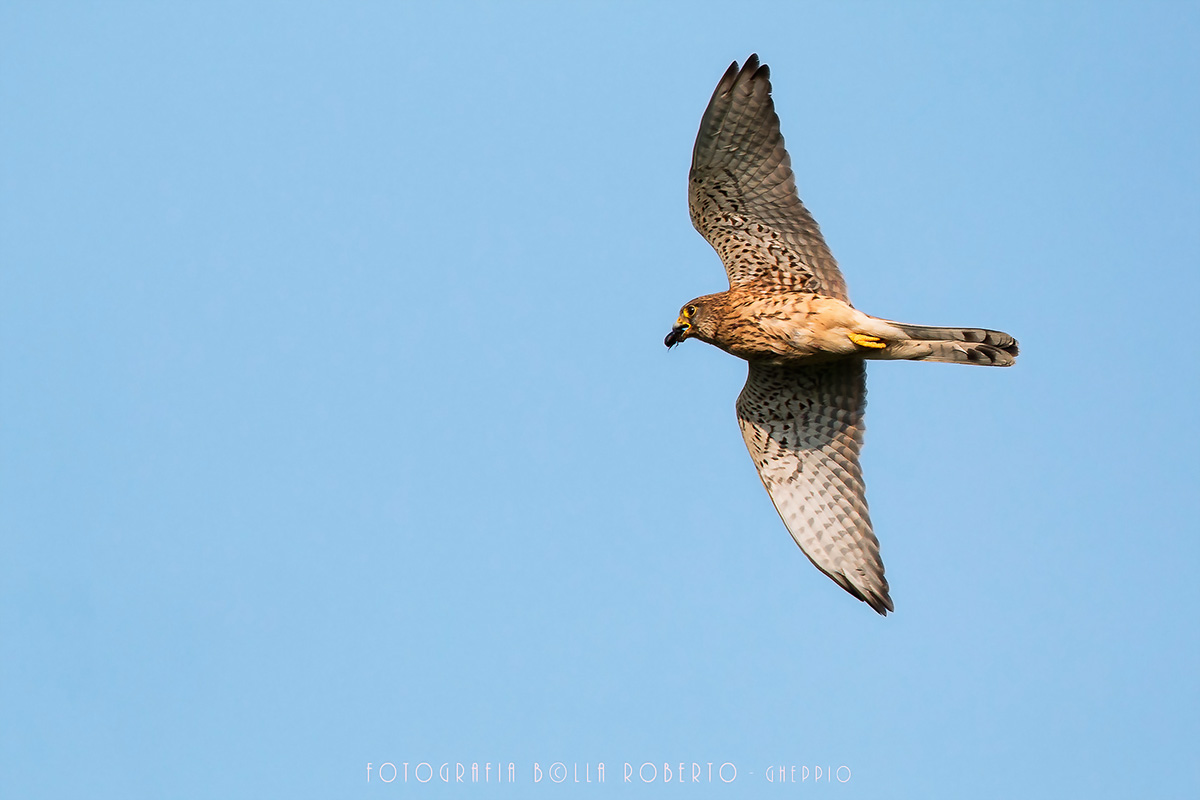 Kestrel with beetle