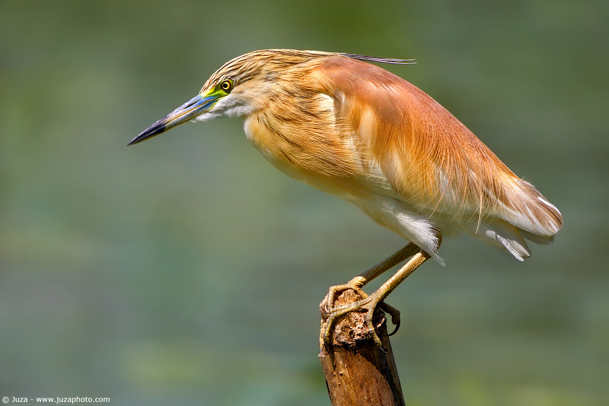 Ardeola ralloides (Sgarza Ciuffetto), 002525