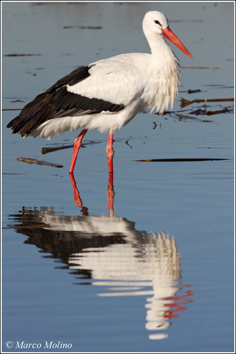 Ciconia ciconia - White Stork