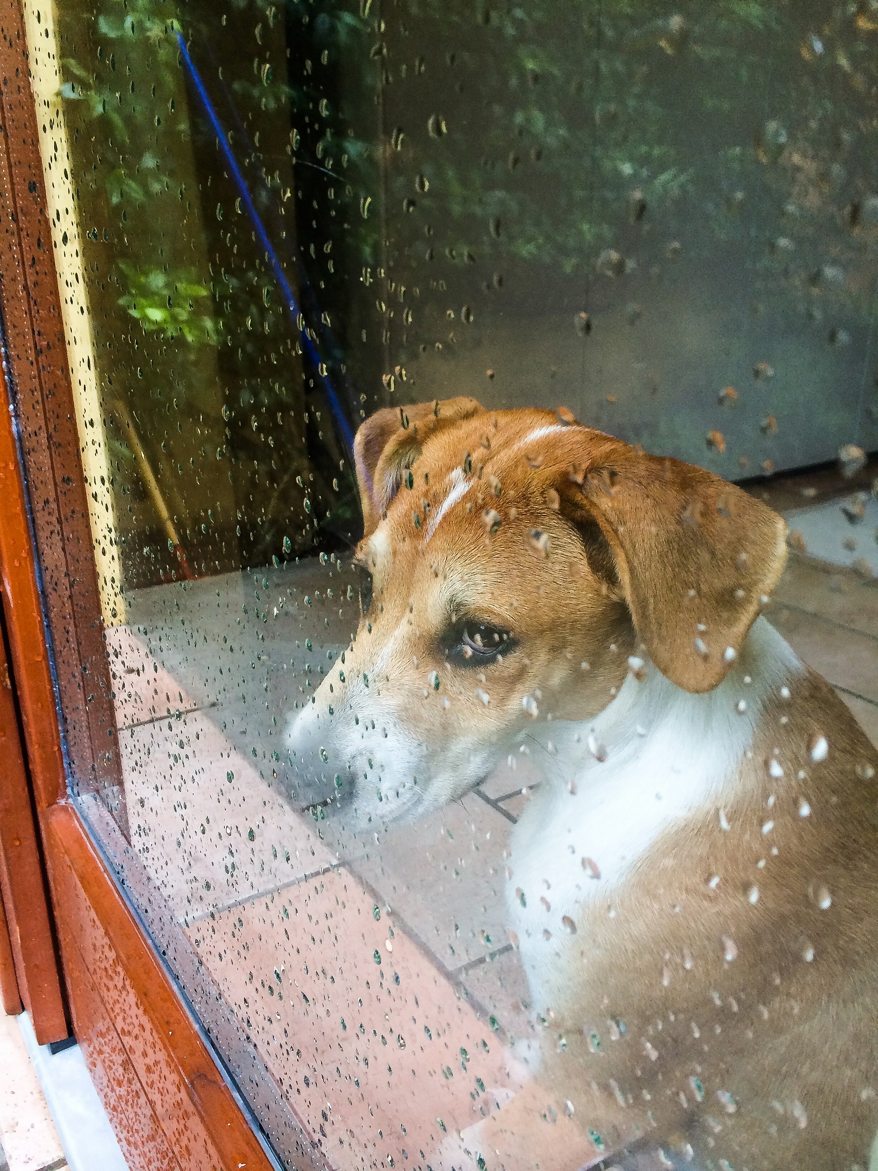 Dog and rain ...