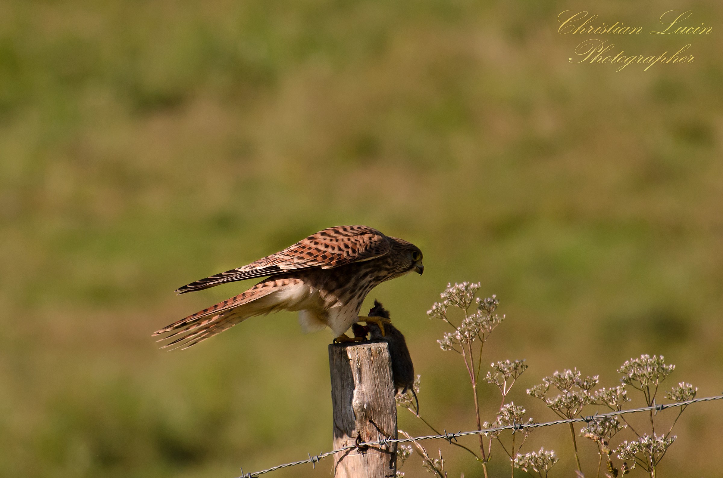 Kestrel with prey