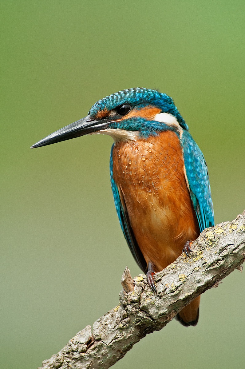 kingfisher