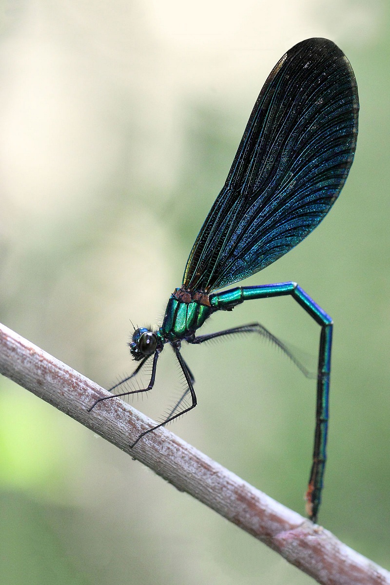Calopteryx virgo (esemplare maschio)