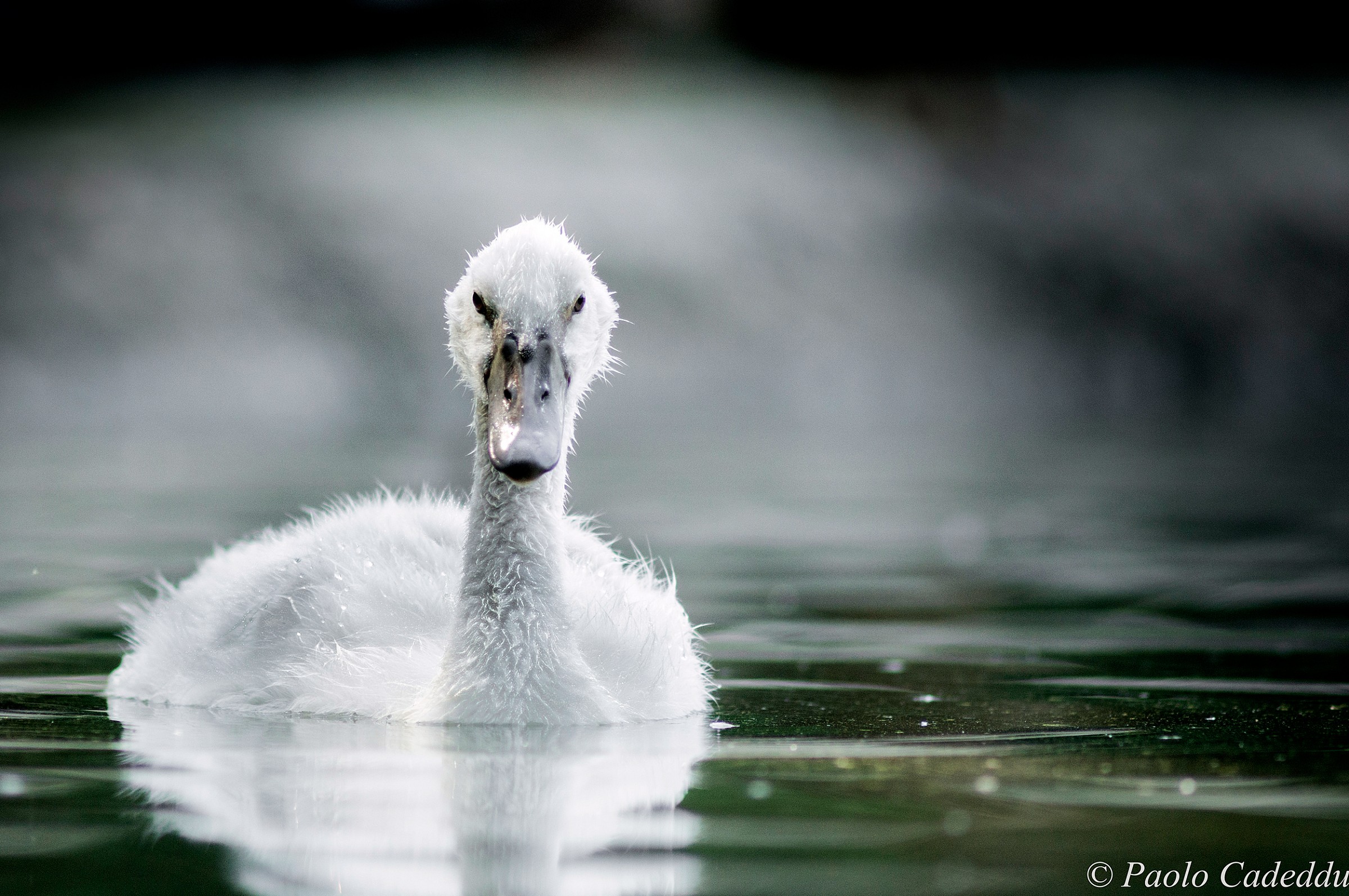 Swan chick