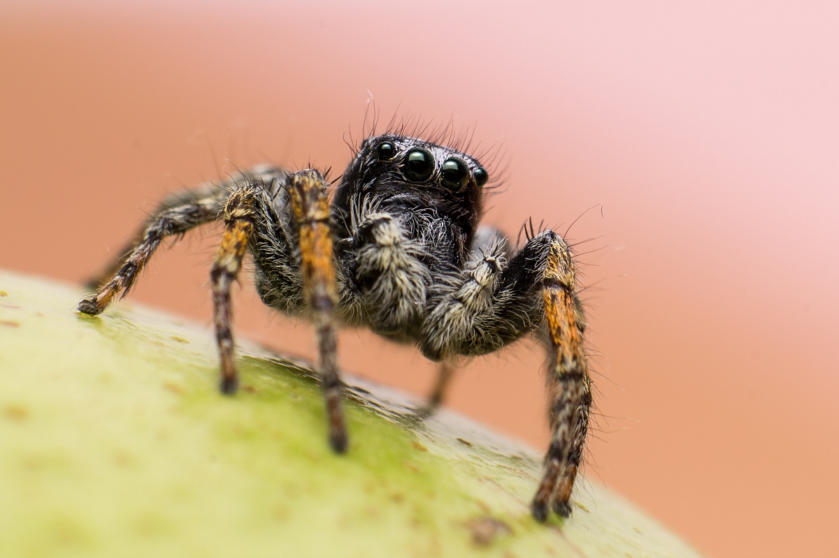 Philaeus chrysops maschio