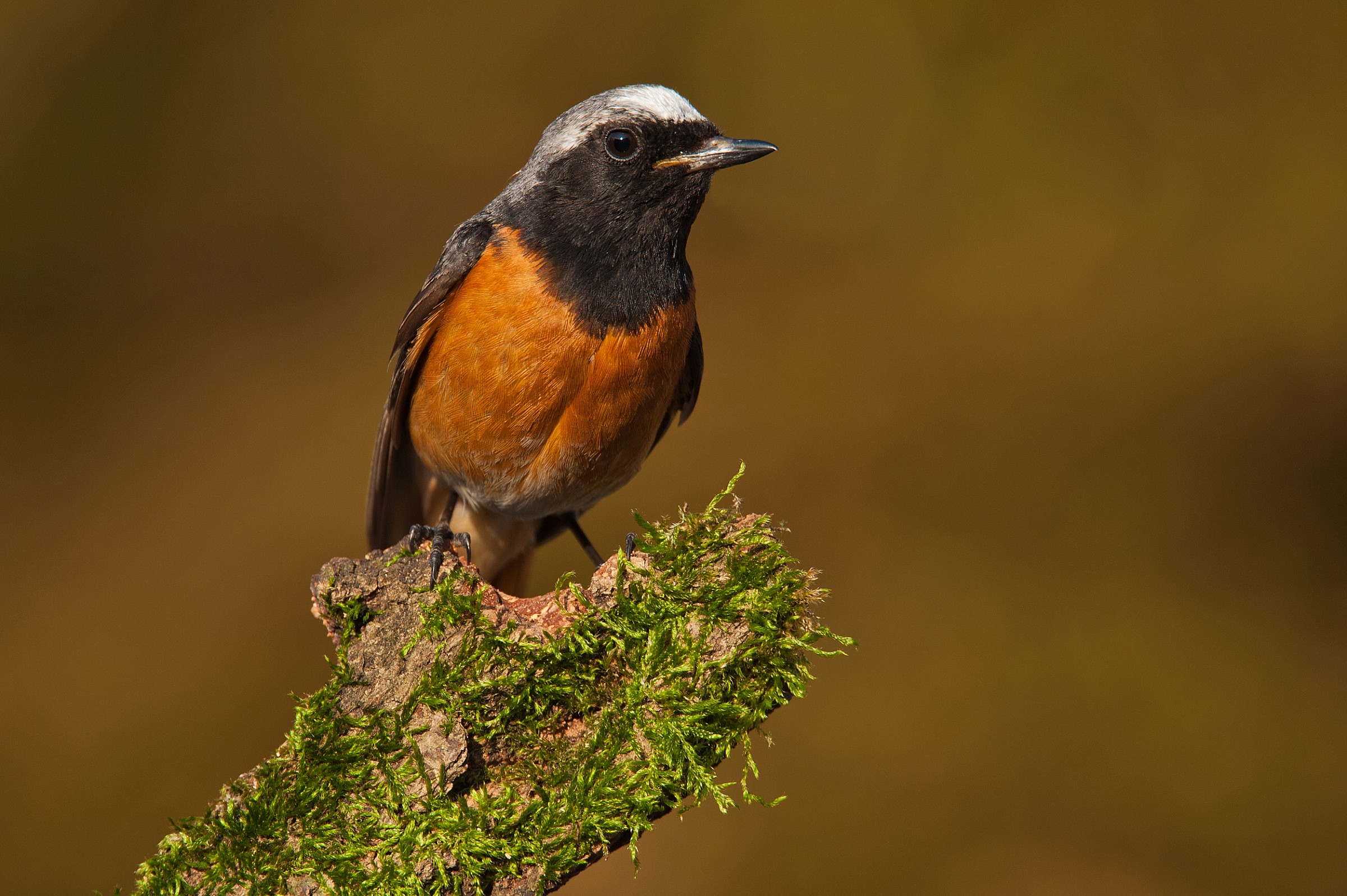 Codirosso e Tamron 150-600