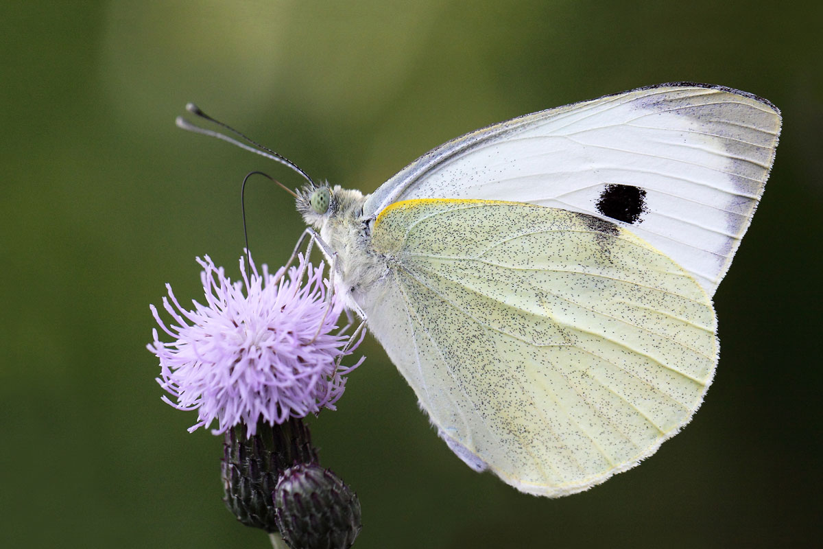 Pieris brassicae