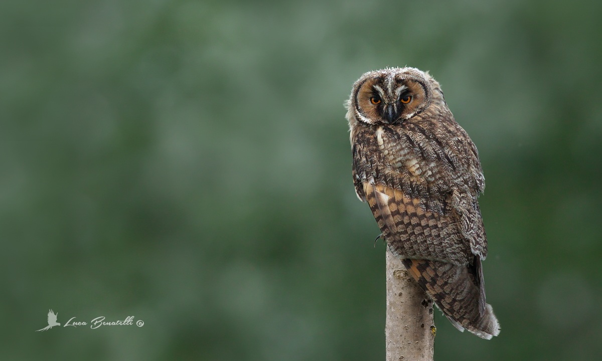 Gufo comune
