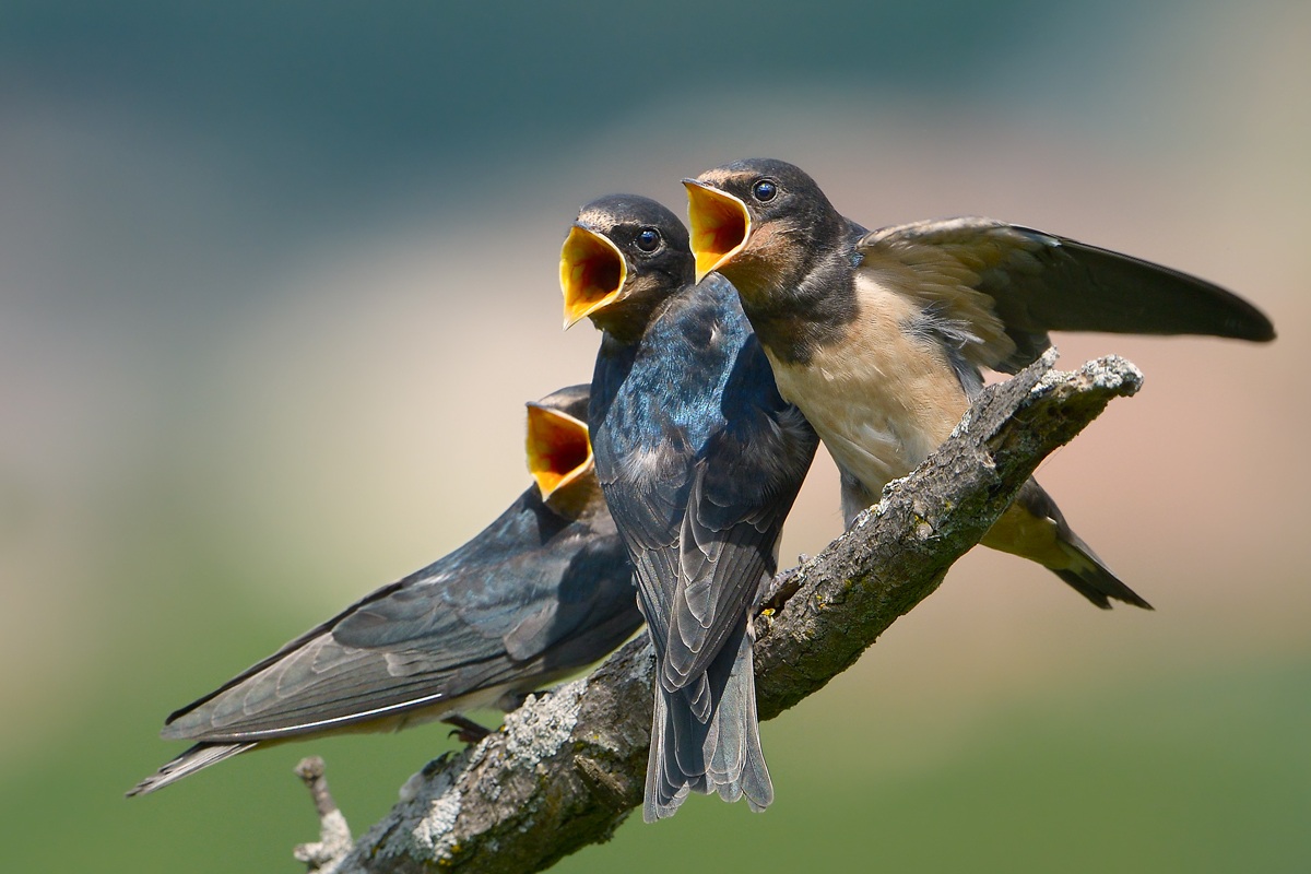 Small swallow hungry ...