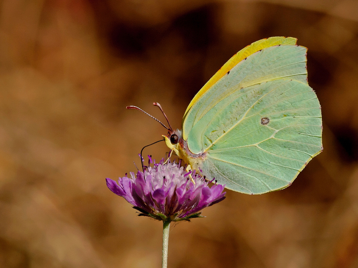 Gonepterix rhamni Cedronella