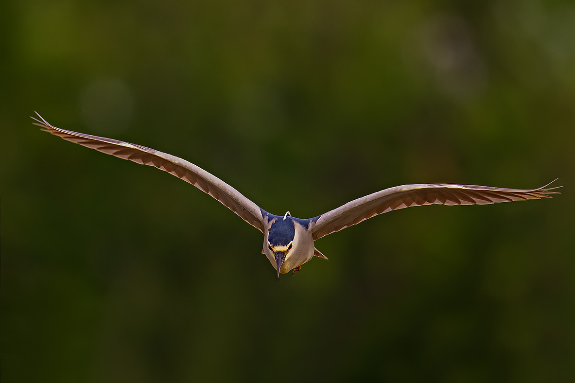 Flight of the Night Heron