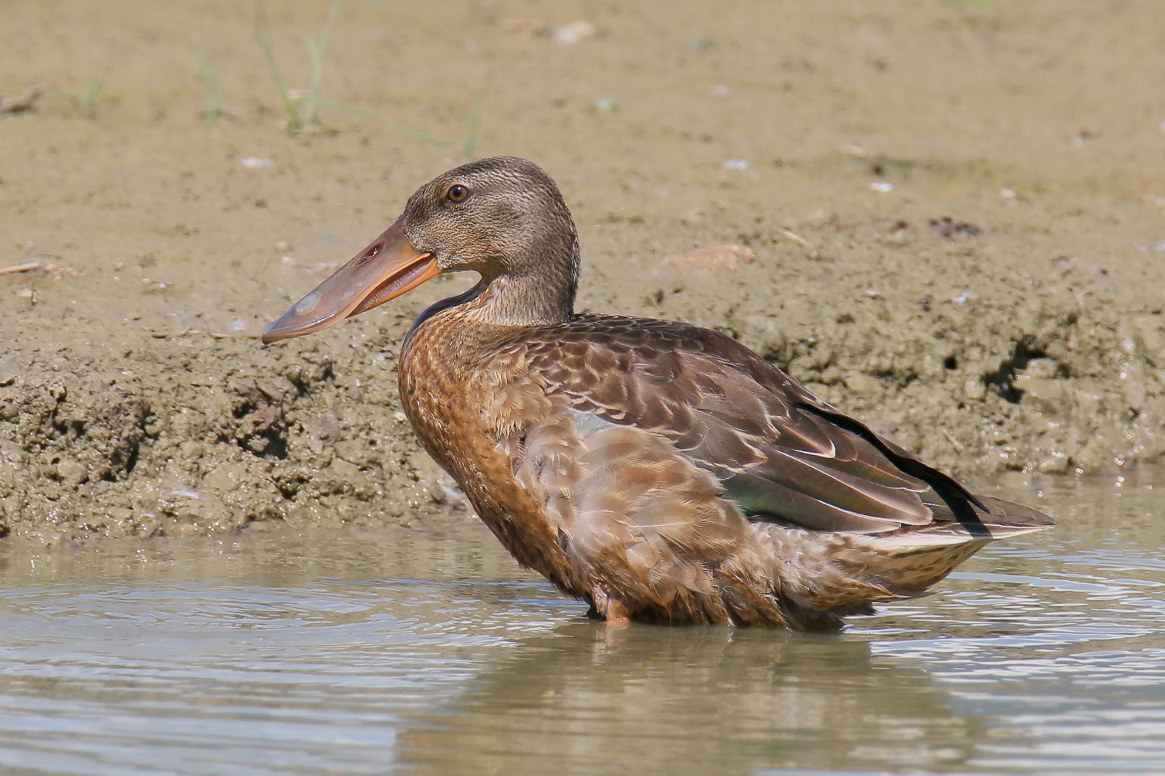 Female Shoveler