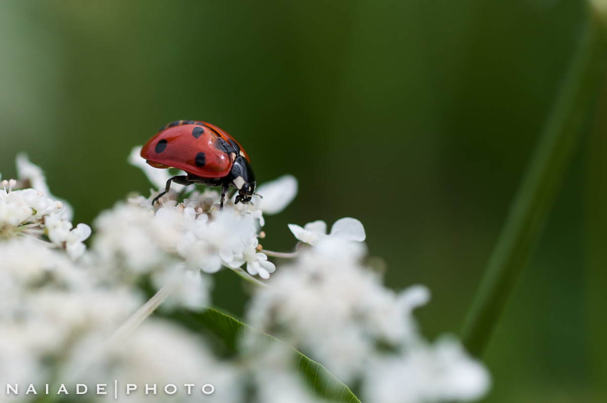 Coccinella