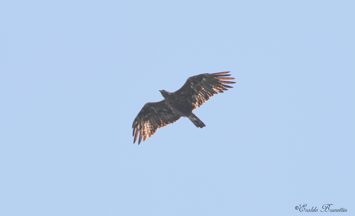 Golden Eagle (Aquila crysaetos)