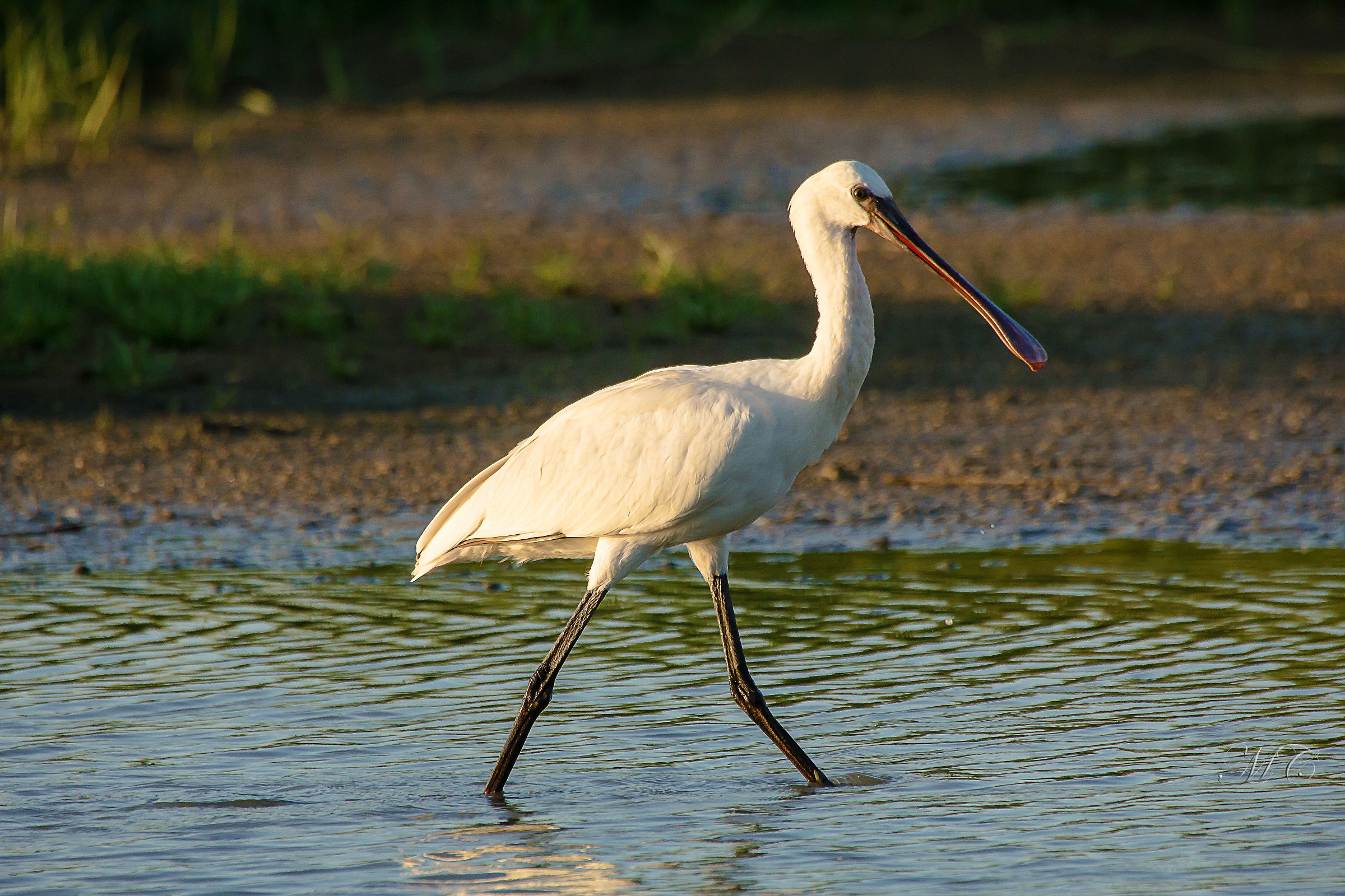 Spoonbill at sunset.