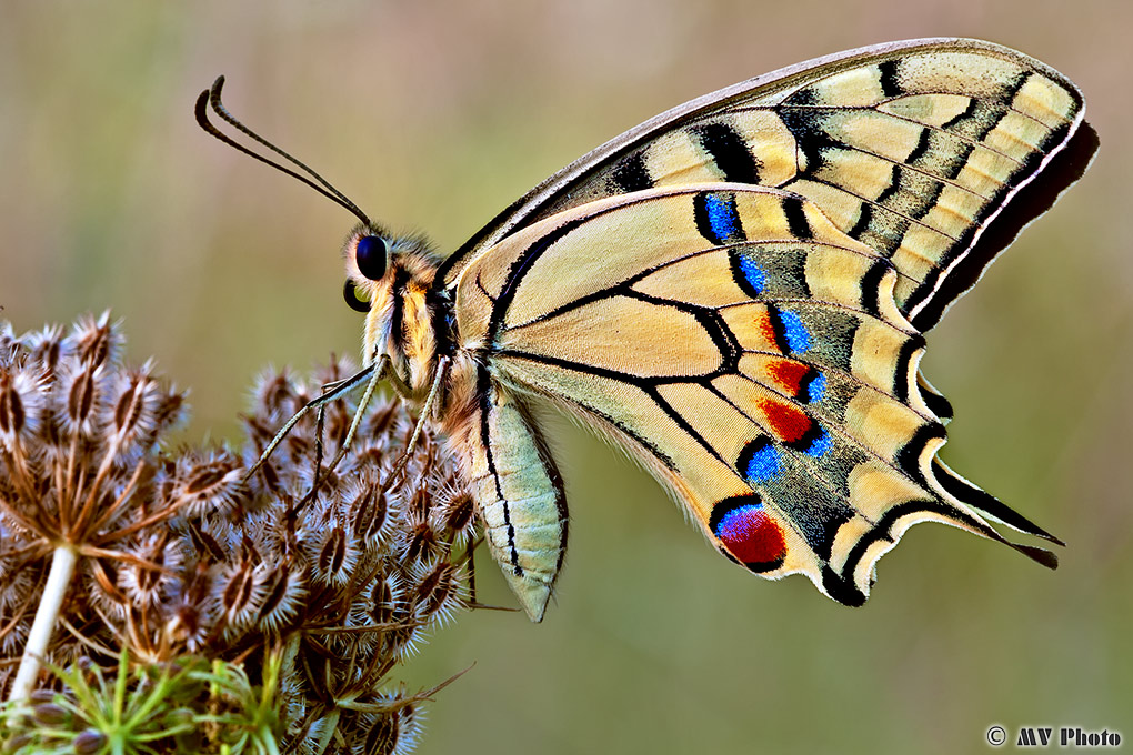 Machaon