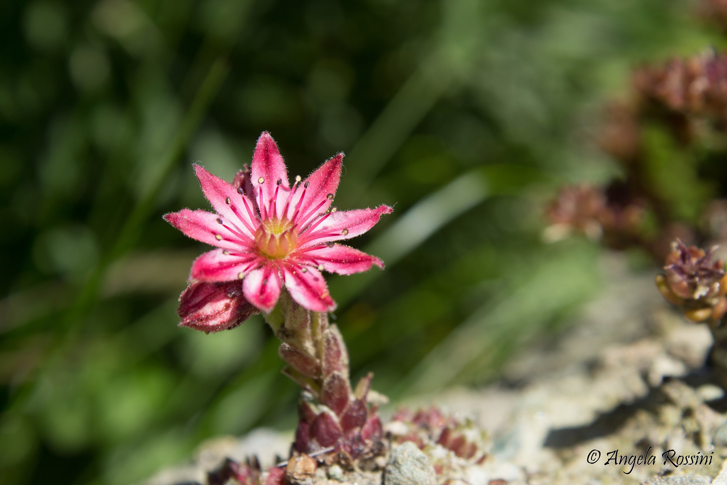 Cool in the middle of a rock